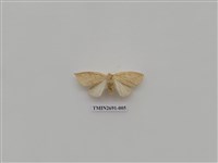 藏品(尺蛾236)的圖片